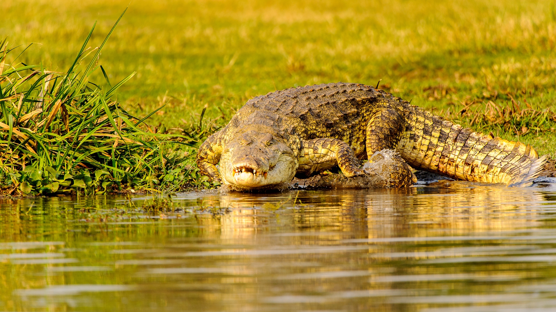 Crocodile infrastructure