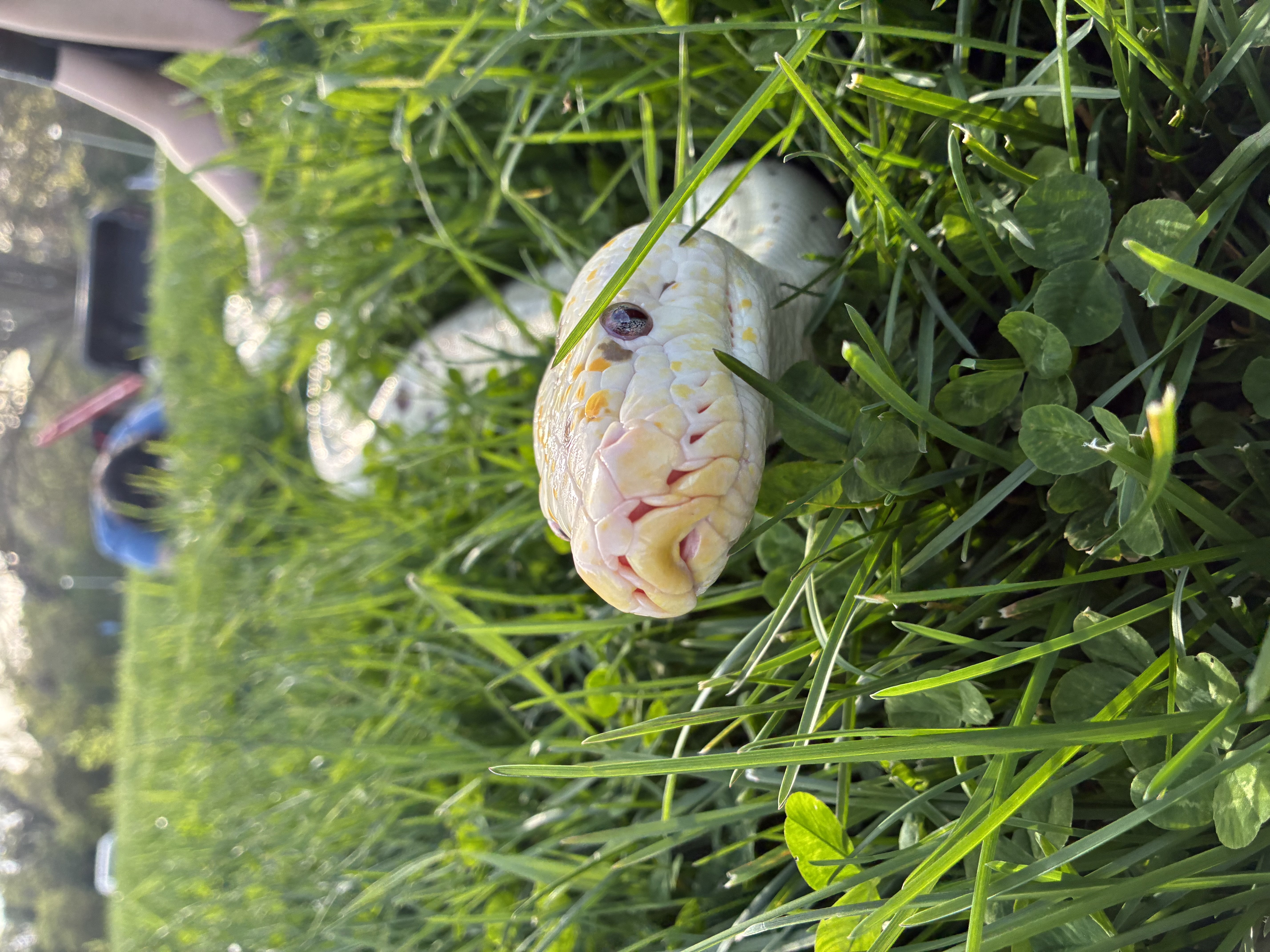 Snake conservation